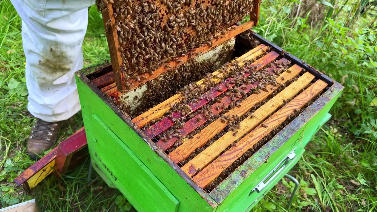Un apicoltore che indossa una tuta protettiva bianca completa e una maschera con velo solleva un telaino di favo brulicante di api per un'ispezione in un apiario.
