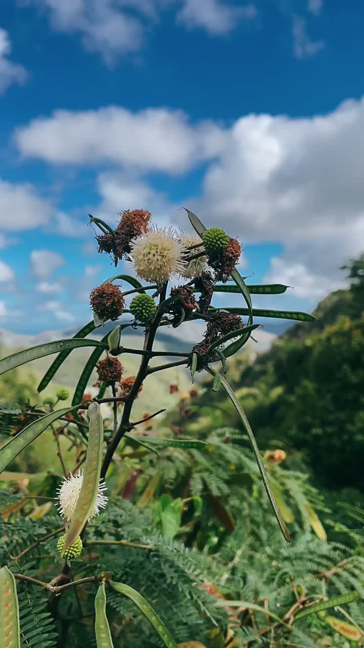 planta con flores en la cima de la montaña