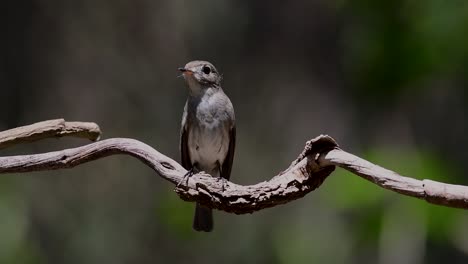 Der-Asiatische-Braunschnäpper-Ist-Ein-Kleiner-Sperlingsvogel,-Der-In-Japan,-Im-Himalaya-Und-In-Sibirien-Brütet