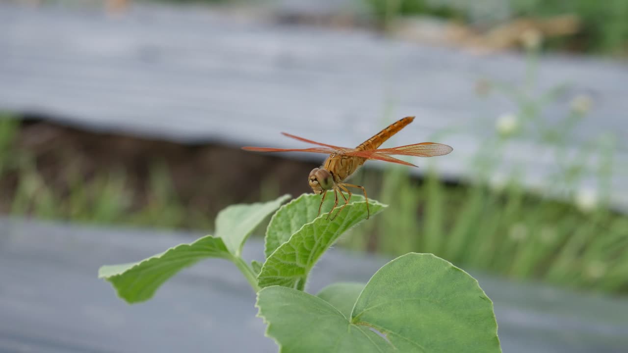 una libélula naranja posada sobre hojas verdes en la granja