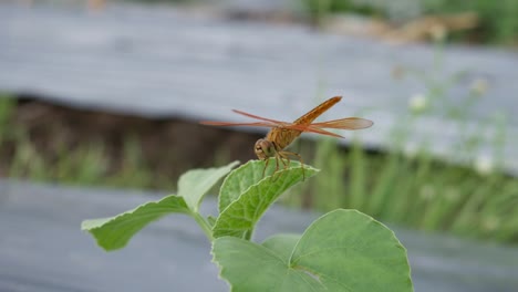 una libélula naranja posada sobre hojas verdes en la granja