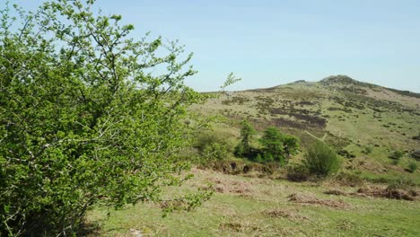 Panning-across-to-Sharp-Tor-in-Dartmoor-national-park-on-a-blazing-hot-day,-Devon,-England