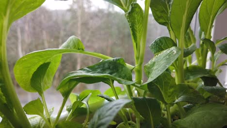 Closeup-Shot-Of-A-Fresh-Green-Chinese-Kale-Plant,-A-Leaf-Vegetable-With-Health-Benefits