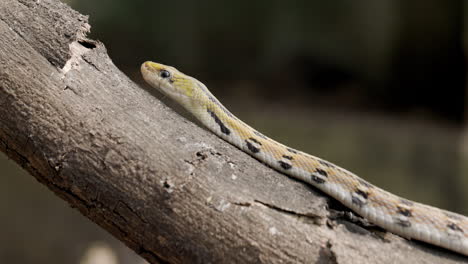 Hermosa-Serpiente-Baratija-Vista-Deslizándose-Por-Un-Tronco-De-Madera-Moviendo-Su-Lengua-Y-Sintiendo-El-Entorno