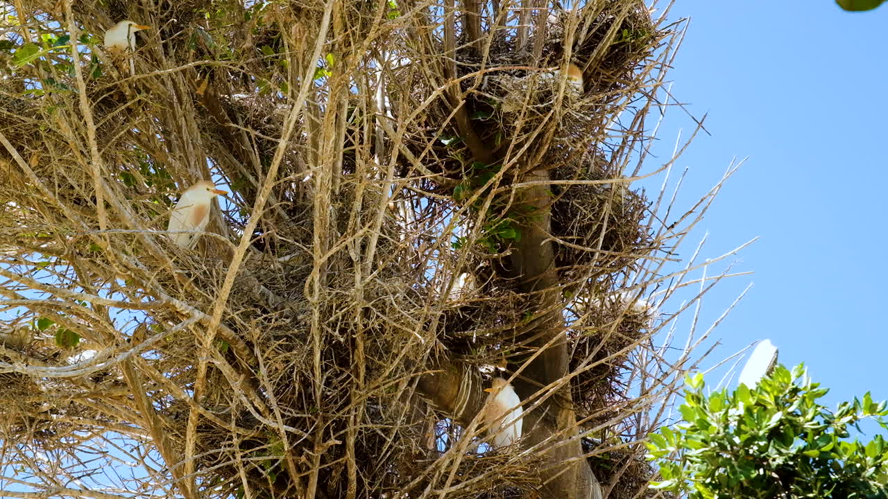 garcillas bueyeras con penachos buff encaramados en nidos en el árbol
