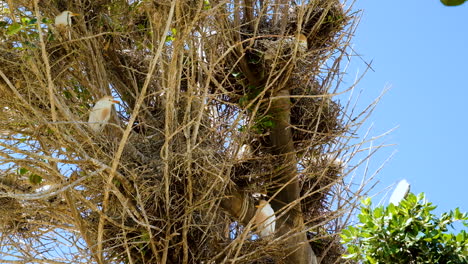 cattle egrets with buff plumes perched on nests in tree