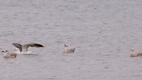 a group of seagulls, including adults and juveniles, float on calm sea water under overcast lighting. one gull takes flight as the camera remains steady