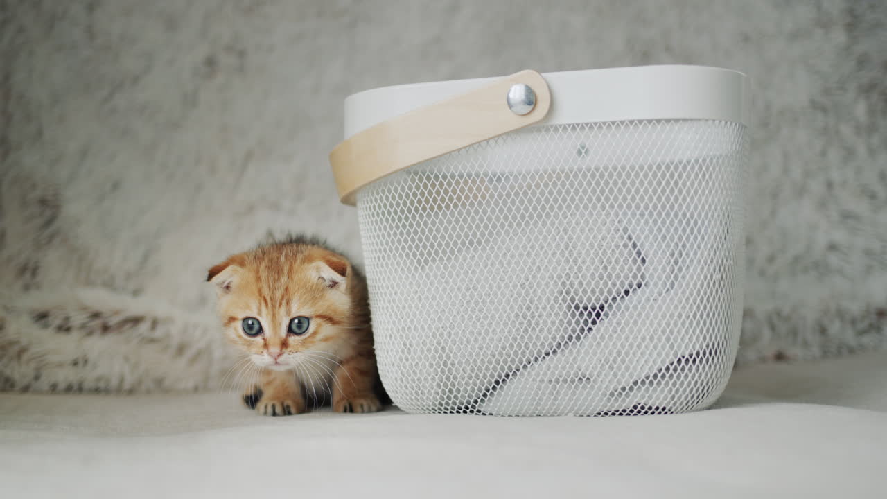 小さな子猫がかごの後ろから顔を覗かせています。可愛いペットです。