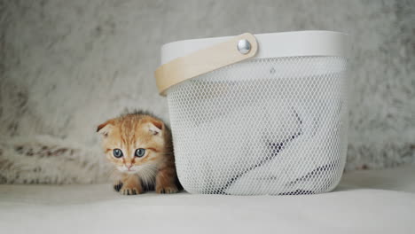 a small kitten peeks out from behind a basket. cute pet