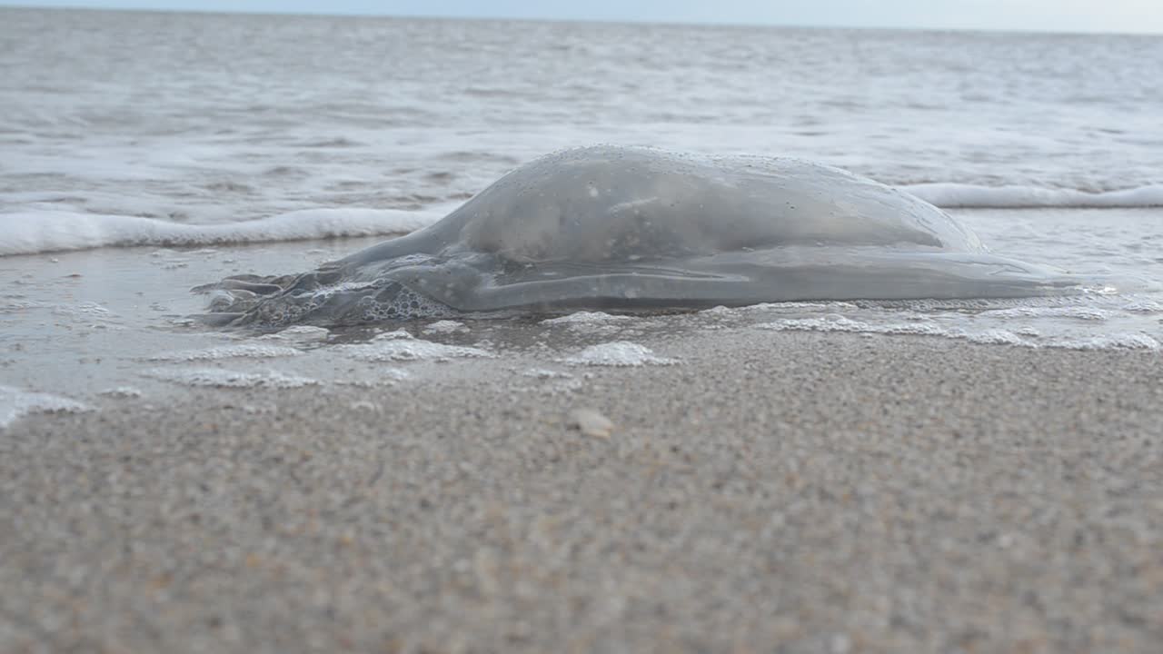 Jellyfish on sand. Shooting on the sea coast