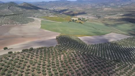 aerial panoramic shot of olive fields in the south of spain