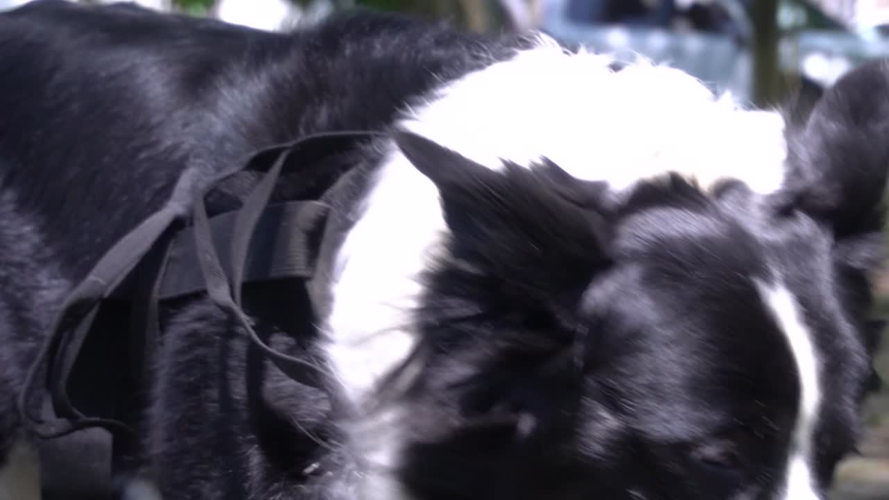 счастливая собака должна гулять каждый день со своим хозяином и наслаждаться травой и солнцем во время отдыха в парке