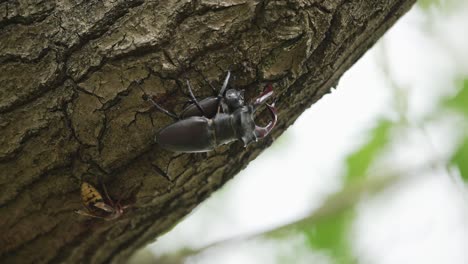 Mating-stag-beetle-on-tree-trunk,-handheld-closeup