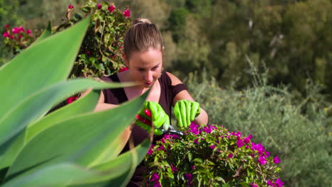 slow motion shot of a caucasian woman trimming hedges with purple flowers in a beautiful garden