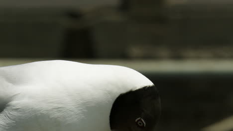 Close-up-portrait-shot-of-a-black-headed-seagull-Chroicocephalus-ridibundus,-a-migratory-bird-that-stays-in-Bang-Pu-Recreation-Area-for-the-duration-of-the-winter,-in-Bangkok,-Thailand