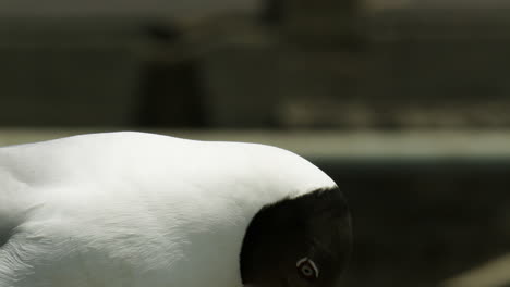 태국 방에 있는 푸 휴양지에서 겨울을 보내는 이동하는 새인 흑머리 해파리 (croicocephalus ridibundus) 의 클로즈업 초상화.