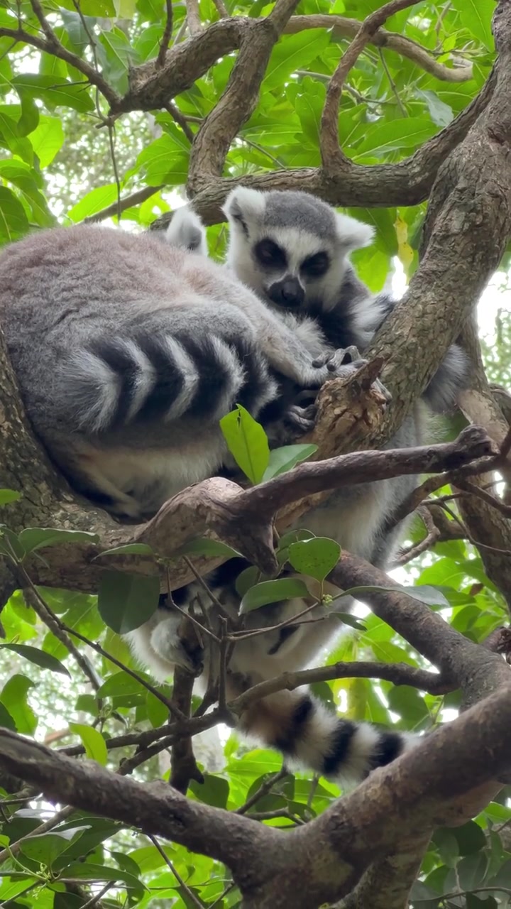 Lêmures-de-cauda-anelada (Lemur catta) cuidando um do outro no santuário Monkeyland na África do Sul.