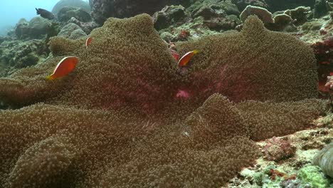 orange anemonefish in big sea anemone on coral reef wide angle shot filmed on tripod