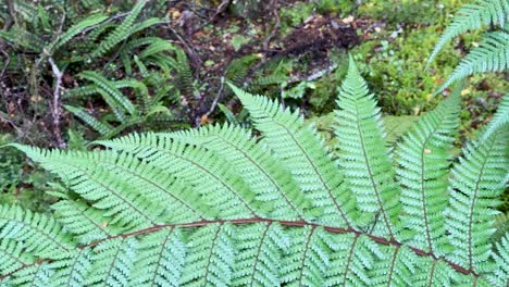 a detailed view of vibrant green fern fronds in a lush forest setting with soft natural lighting