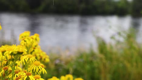 yellow flowers near a calm river