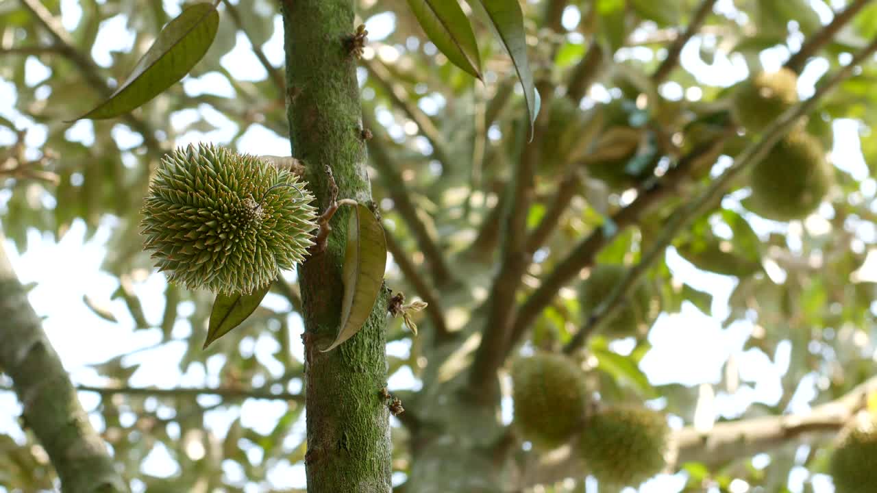 Durian fruit on tree