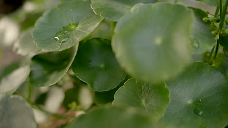 Vegetación-Forma-De-Paraguas-Hoja-De-Agua-Pennyworth-Con-Gotas-De-Lluvia