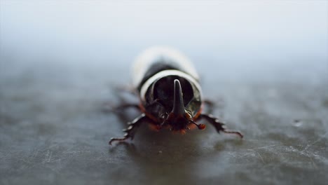 exotic beetle walking on a phillipines island