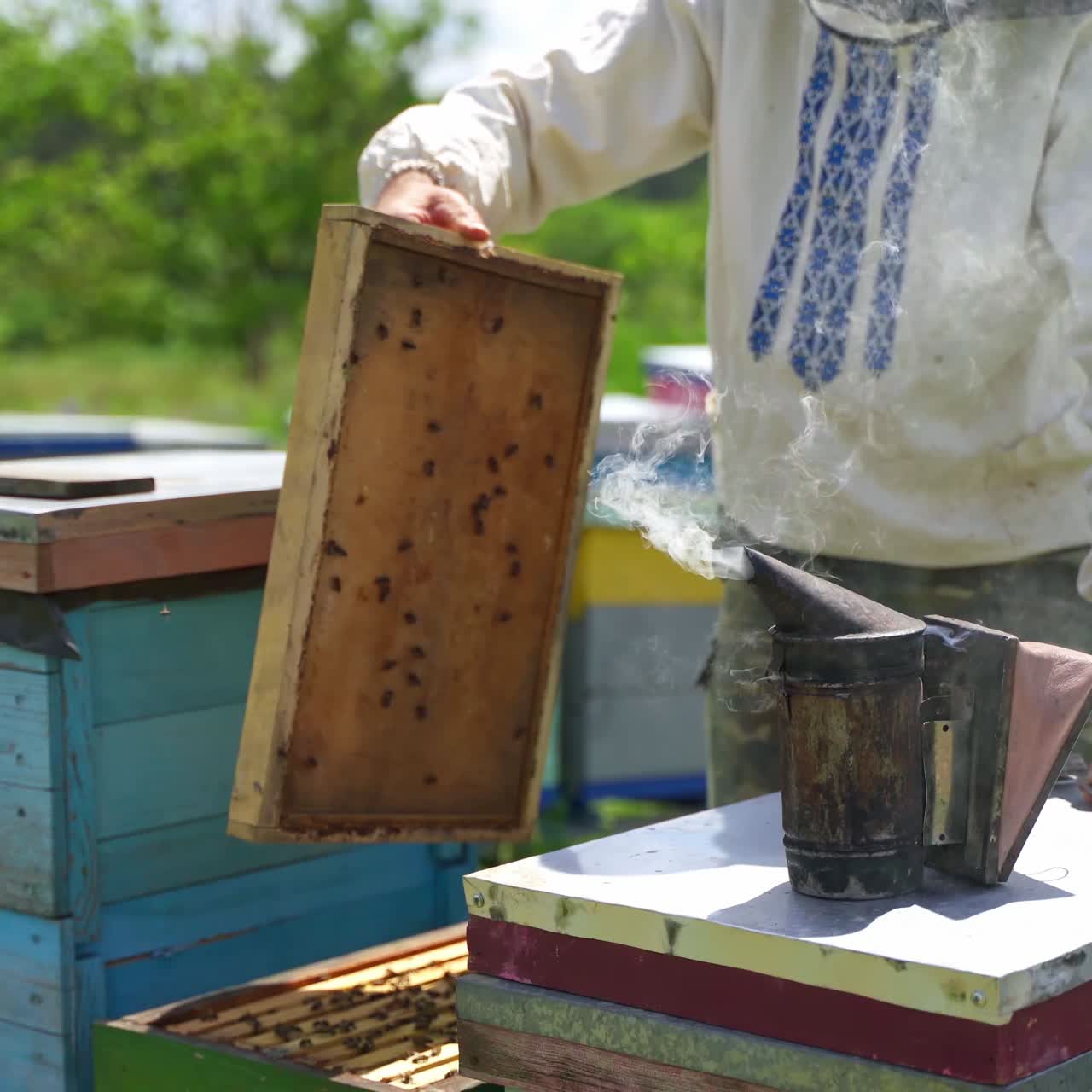 Beekeeper inspects beehive. Man apiculturist working with smoker and hives on apiary in summer. Beekeeping concept.