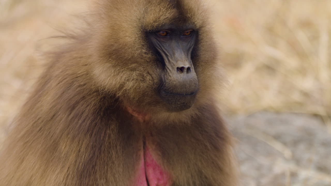 Furry Gelada Monkey In The Simien Mountains National Park, Ethiopia. Close-up Shot