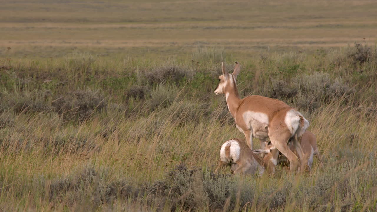 Pronghorn Antelope Family in Grassland