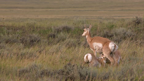 Pronghorn Antelope Family in Grassland