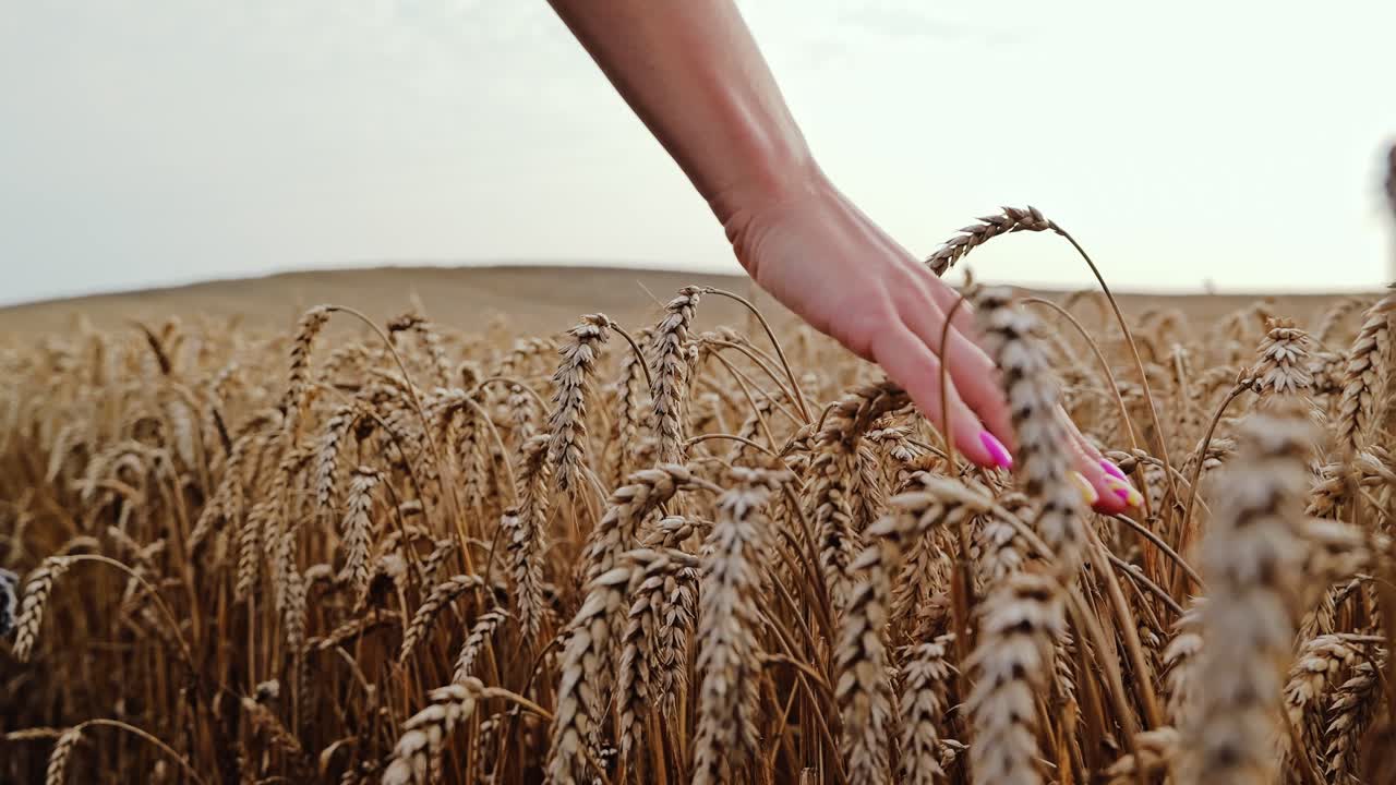 Cinematic slow motion shot of woman walking through grain in calm sunset