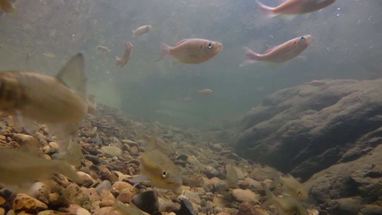 kaeng krachan 국립 공원은 많은 환상적인 야생 동물의 서식지이며 개울은 동물이 마시고 물고기가 헤엄칠 수 있는 신선한 물의 생명원입니다.