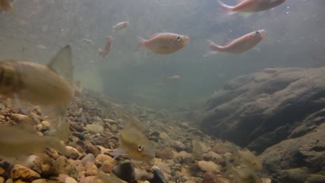 kaeng krachan national park is home to a lot of fantastic wild animals and the streams are life source of fresh water for animals to drink and for fish to swim around