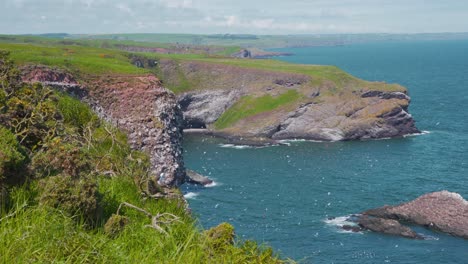 Seabird-colonies-above-Fowlsheugh-cliffs-in-summer-breeze,-Scotland