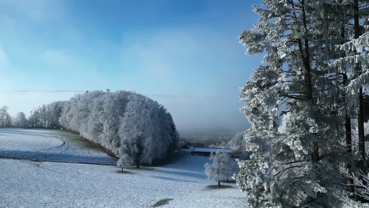 눈이 인 소나무가 전면에 있고, 겨울의 아름다운 풍경이 배경입니다.