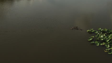 Ruhige-Szene-Mit-Enten,-Die-über-Sümpfe-Schwimmen