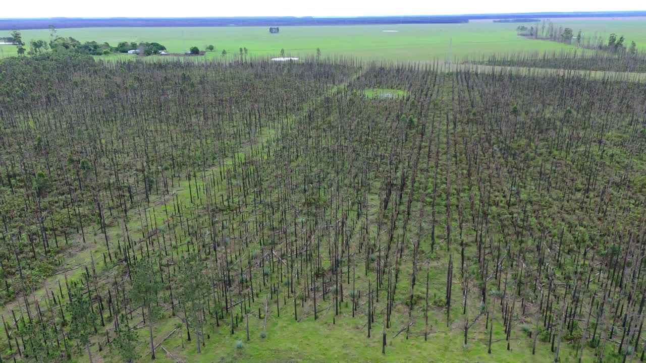 panning aerial shot capturing an expansive aerial view of a forest with sparse burnt trees and new growth after wildfire, showcasing a unique pattern of vegetation
