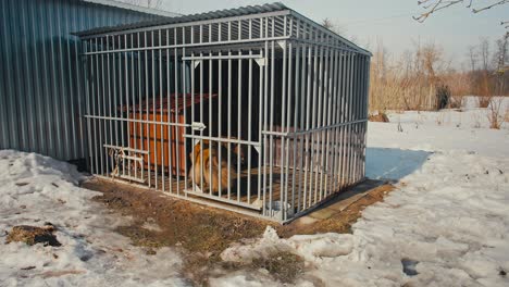 large brown dog walks in a metal cage