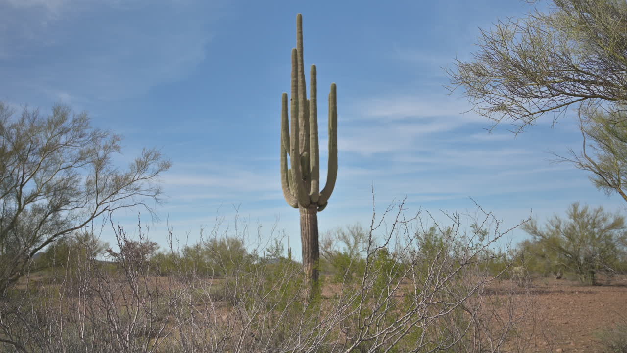 gran cacto saguaro solo rodeado de follaje, enfoque selectivo