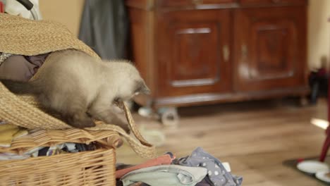 a kitten in the heat of the game jumps from a basket onto a pile of laundry