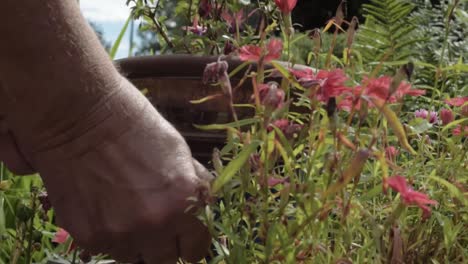 manos de jardinero deshierbando en el jardín primer plano