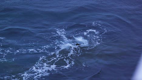 Close-up-of-humpback-whale-diving-and-blowing