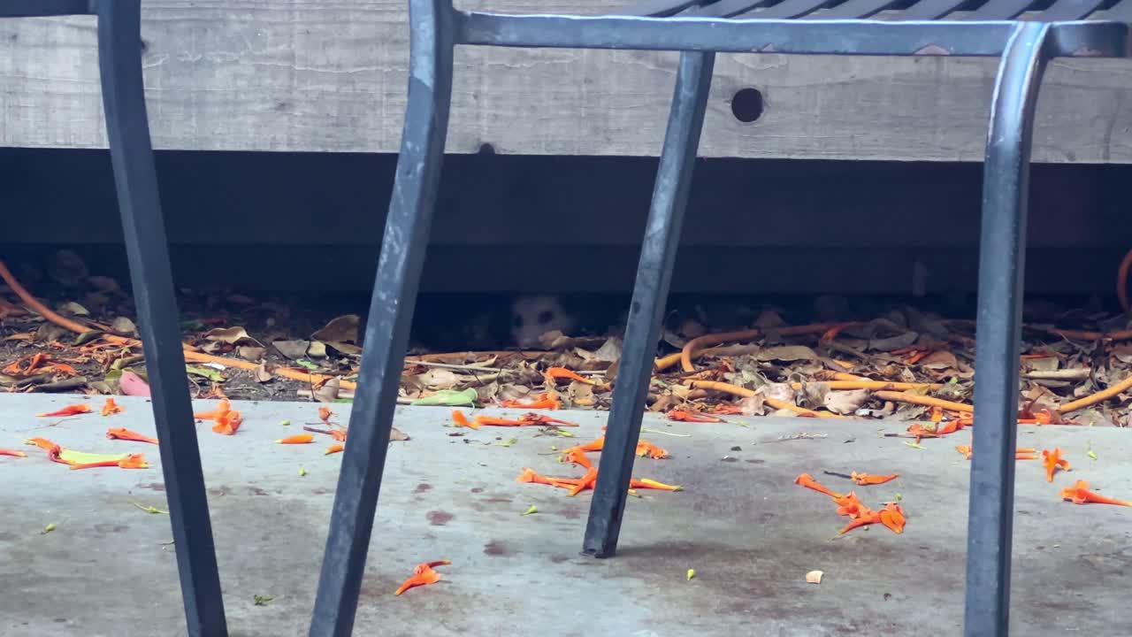 Handheld low shot of a young opossum hiding during the day in downtown Santa Barbara, California. 4K