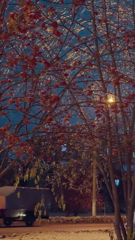 árboles de otoño helados con bayas rojas y ramas cubiertas de hielo iluminadas por luz dorada bajo un cielo azul profundo, faros de automóviles que pasan con reflejos brillantes llevando algo detrás