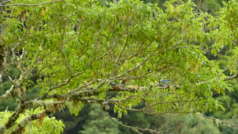 Blue-Gray-Tanager-searching-for-food-in-the-tropical-tree-canopy