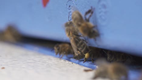 defocus of bees on the beehive entrance in a farm