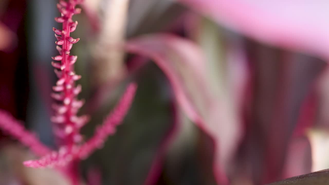 Detailed view of a pink plant with textured leaves, captured in soft natural lighting, highlighting its vivid colors and intricate details