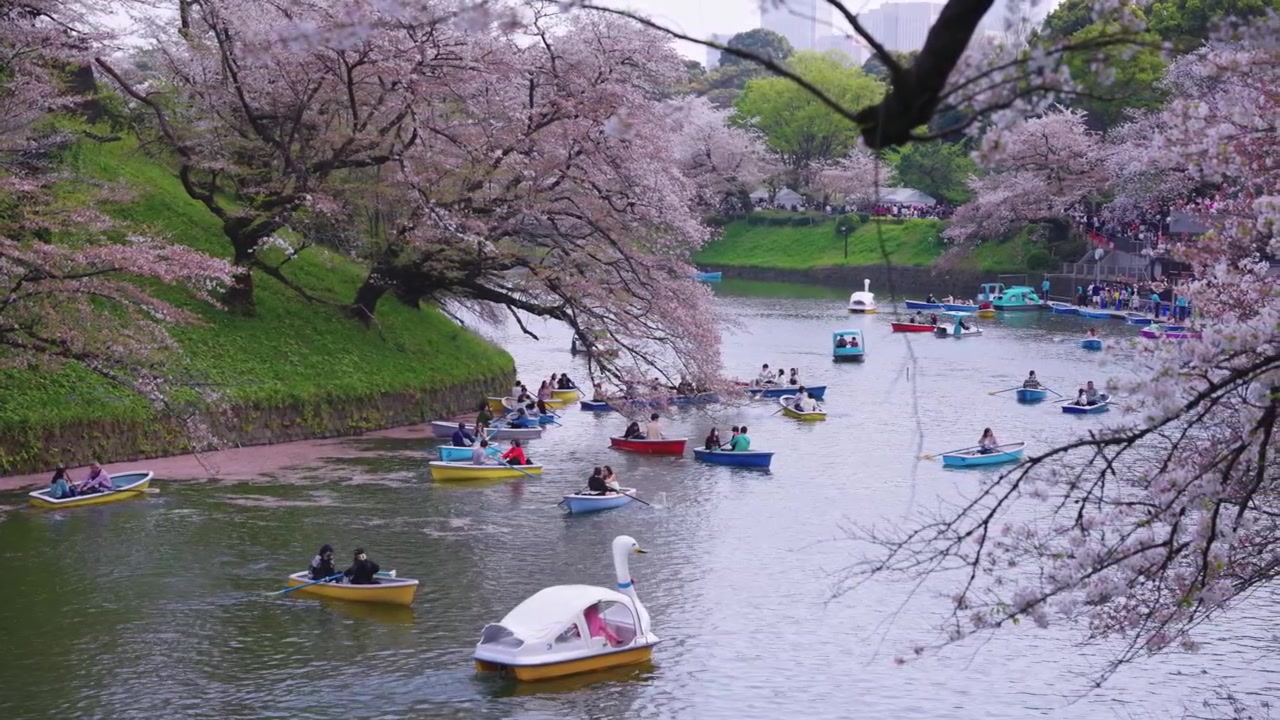 Giro in barca tra i sakura a Tokyo, Giappone, petali di ciliegio in fiore in acqua in primavera