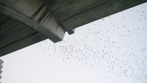 bat migration slow motion tilting follow in slow motion sunset dusk sky in austin, texas summer 4k